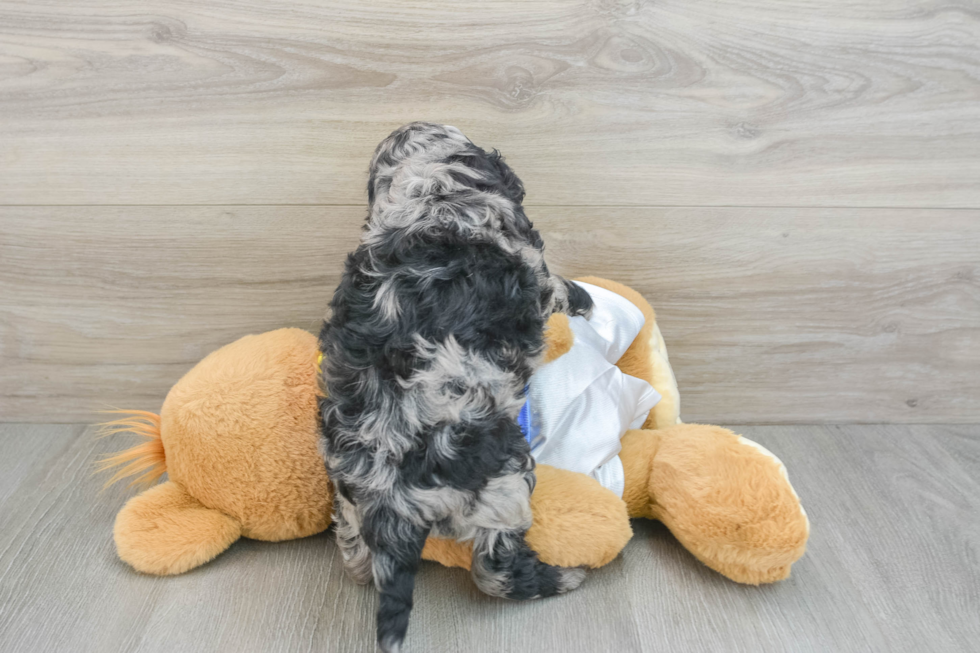 Cockapoo Pup Being Cute