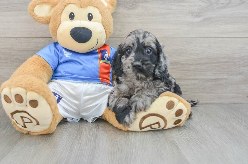 5 week old Cockapoo Puppy For Sale - Premier Pups