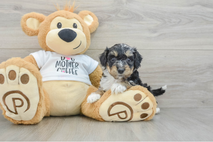 Fluffy Cockapoo Poodle Mix Pup