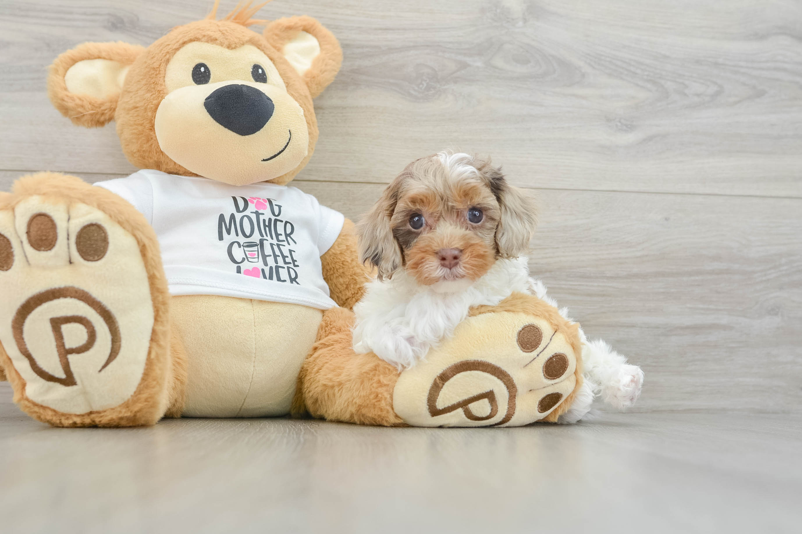 Funny Cockapoo Poodle Mix Pup