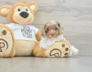 8 week old Cockapoo Puppy For Sale - Premier Pups