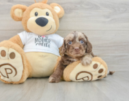 5 week old Cockapoo Puppy For Sale - Premier Pups