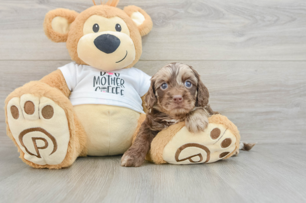 5 week old Cockapoo Puppy For Sale - Premier Pups