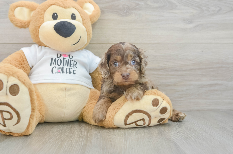5 week old Cockapoo Puppy For Sale - Premier Pups
