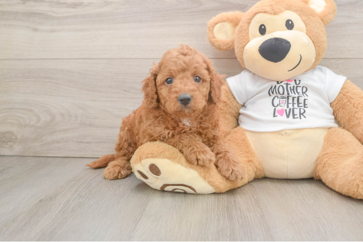 Best Cockapoo Baby