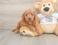 7 week old Cockapoo Puppy For Sale - Premier Pups