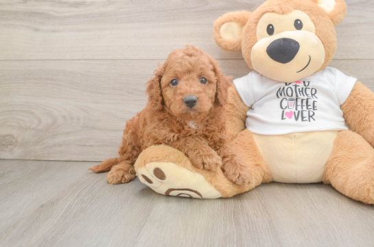 Best Cockapoo Baby