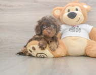 6 week old Cockapoo Puppy For Sale - Premier Pups