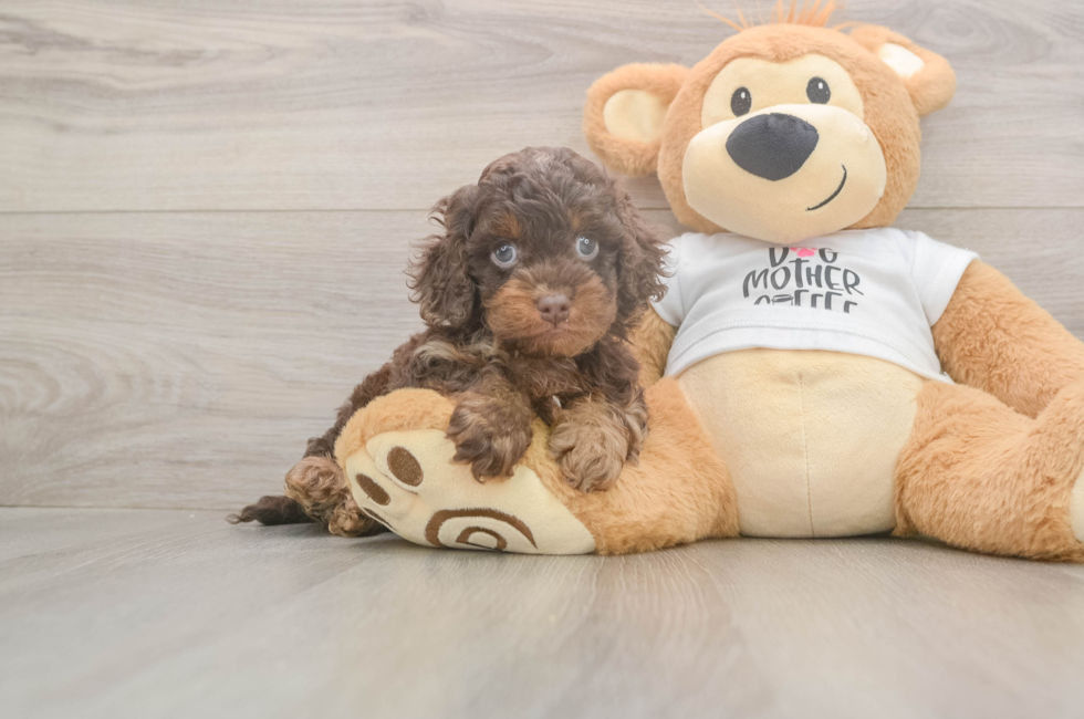 5 week old Cockapoo Puppy For Sale - Premier Pups