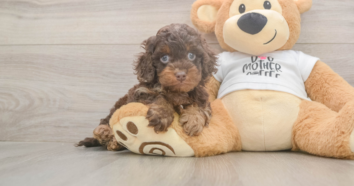 Smiley Cockapoo Happy Cockapoo Bravo: 4lb 7oz Doodle Puppy