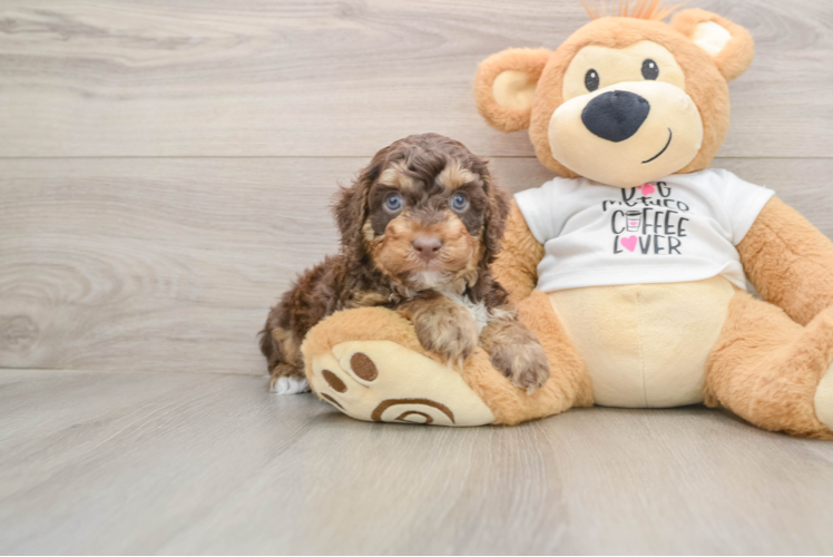 Smart Cockapoo Poodle Mix Pup