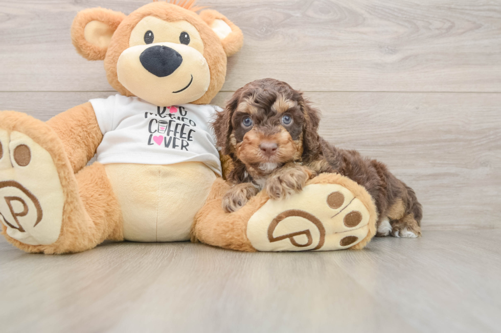 Cockapoo Puppy for Adoption
