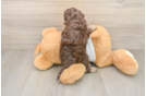 Cockapoo Pup Being Cute