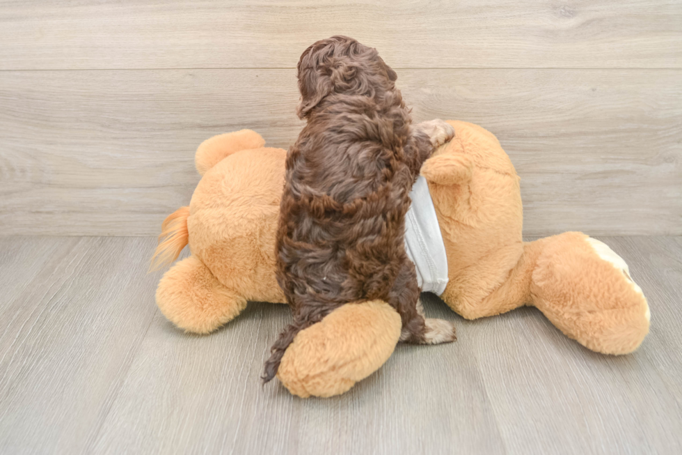 Cockapoo Pup Being Cute