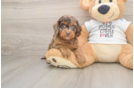 Cockapoo Pup Being Cute
