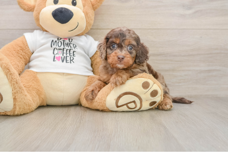 Sweet Cockapoo Baby