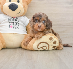 5 week old Cockapoo Puppy For Sale - Premier Pups