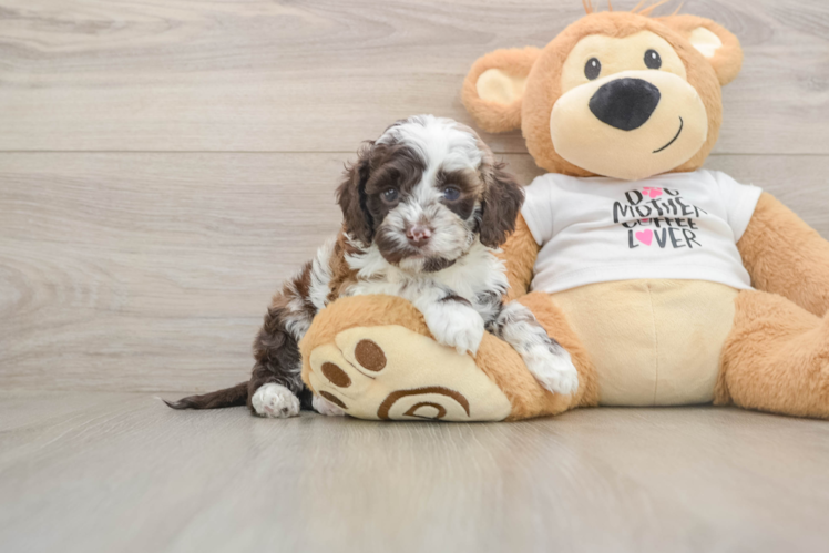 Cockapoo Pup Being Cute