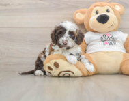 5 week old Cockapoo Puppy For Sale - Premier Pups