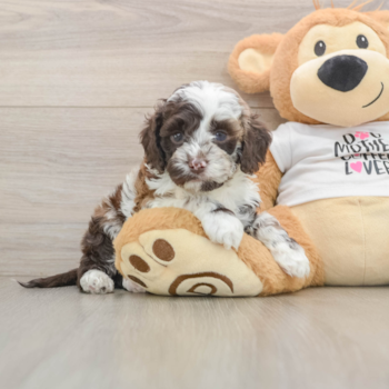 Cockapoo Pup Being Cute