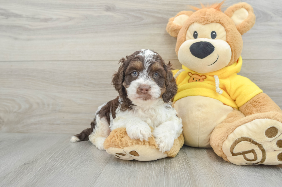 7 week old Cockapoo Puppy For Sale - Premier Pups