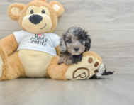 7 week old Cockapoo Puppy For Sale - Premier Pups