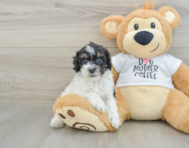 8 week old Cockapoo Puppy For Sale - Premier Pups
