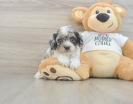 6 week old Cockapoo Puppy For Sale - Premier Pups