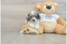 Cockapoo Pup Being Cute