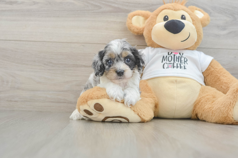 5 week old Cockapoo Puppy For Sale - Premier Pups
