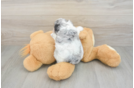 Cockapoo Puppy for Adoption