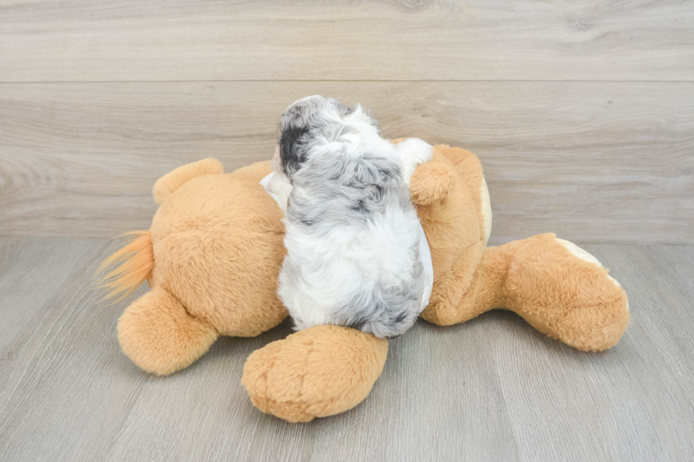 Cockapoo Puppy for Adoption