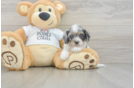 Best Cockapoo Baby