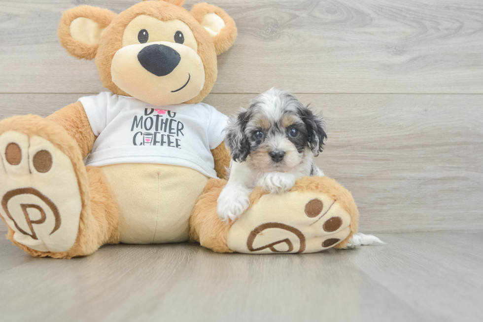 Best Cockapoo Baby