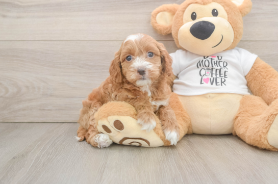 Cockapoo Pup Being Cute