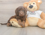 6 week old Cockapoo Puppy For Sale - Premier Pups