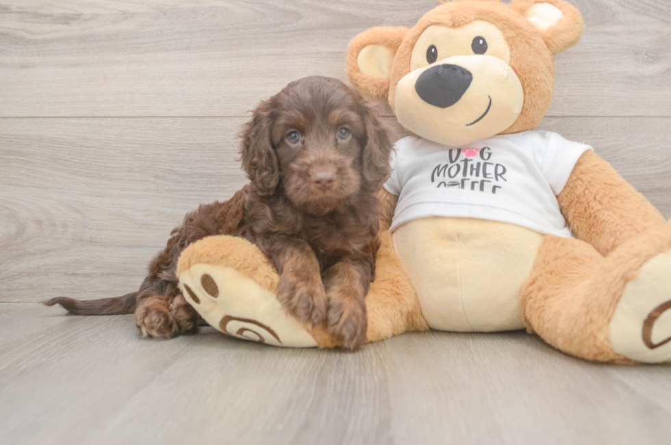 5 week old Cockapoo Puppy For Sale - Premier Pups