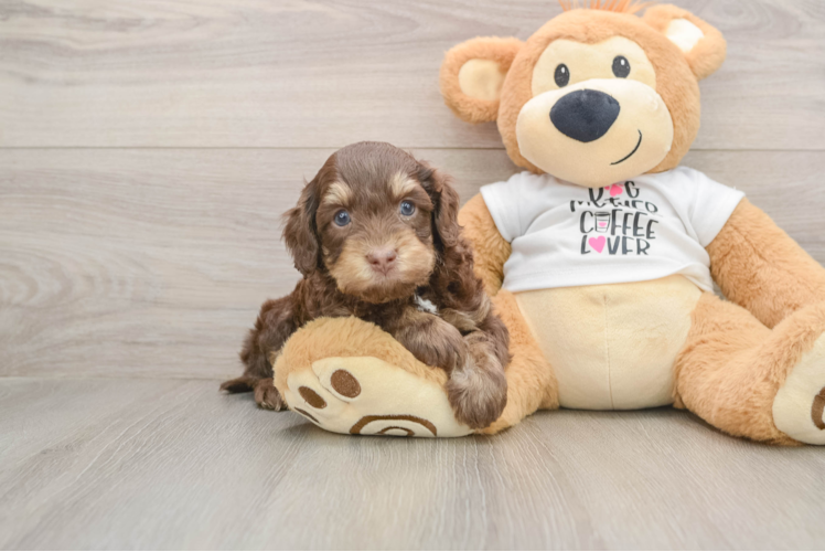Cockapoo Puppy for Adoption