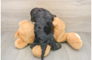 Energetic Cocker Doodle Poodle Mix Puppy
