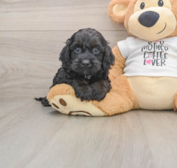 5 week old Cockapoo Puppy For Sale - Premier Pups