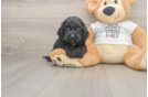 Cockapoo Pup Being Cute