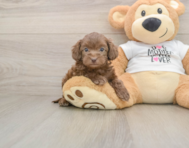 5 week old Cockapoo Puppy For Sale - Premier Pups