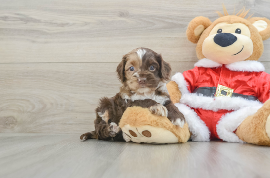 Smart Cockapoo Poodle Mix Pup