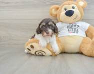 8 week old Cockapoo Puppy For Sale - Premier Pups