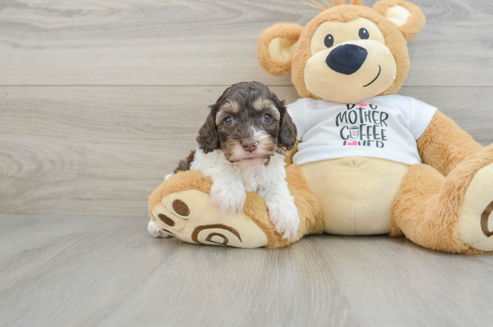 5 week old Cockapoo Puppy For Sale - Premier Pups