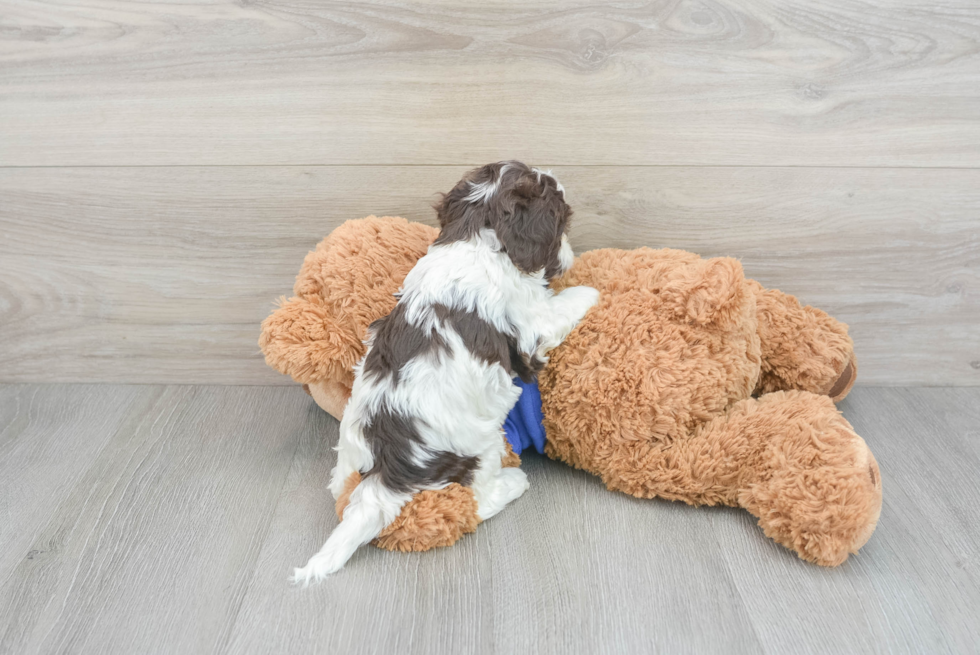 Little Cockerpoo Poodle Mix Puppy