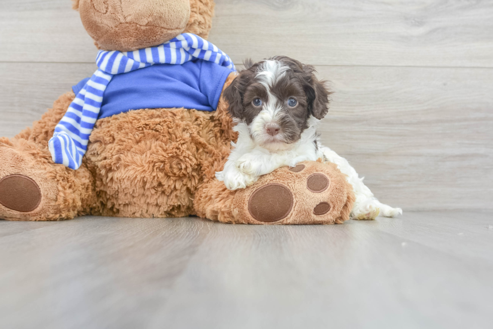 Adorable Cockerpoo Poodle Mix Puppy