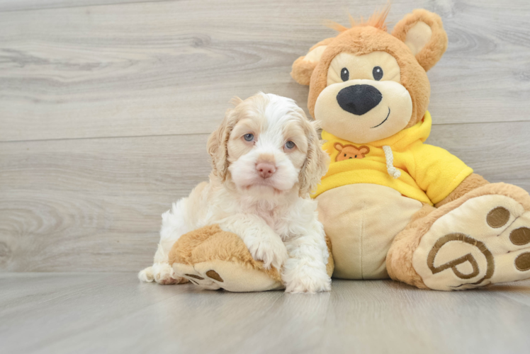 Cockapoo Puppy for Adoption