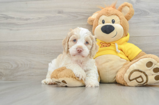 Cockapoo Puppy for Adoption