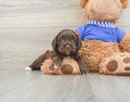 5 week old Cockapoo Puppy For Sale - Premier Pups